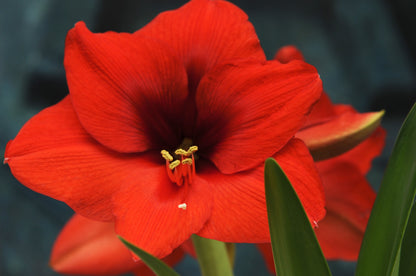Amaryllis Red Gift Box
