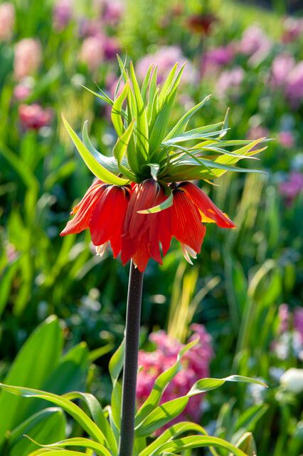 Fritillaria imp. ‘Rubra’ Bulbs | Precious Plants