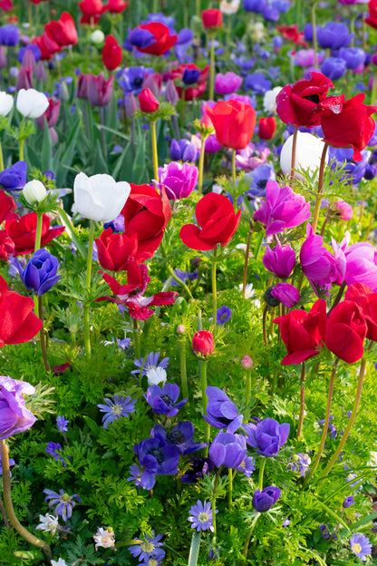 Anemone De Caen