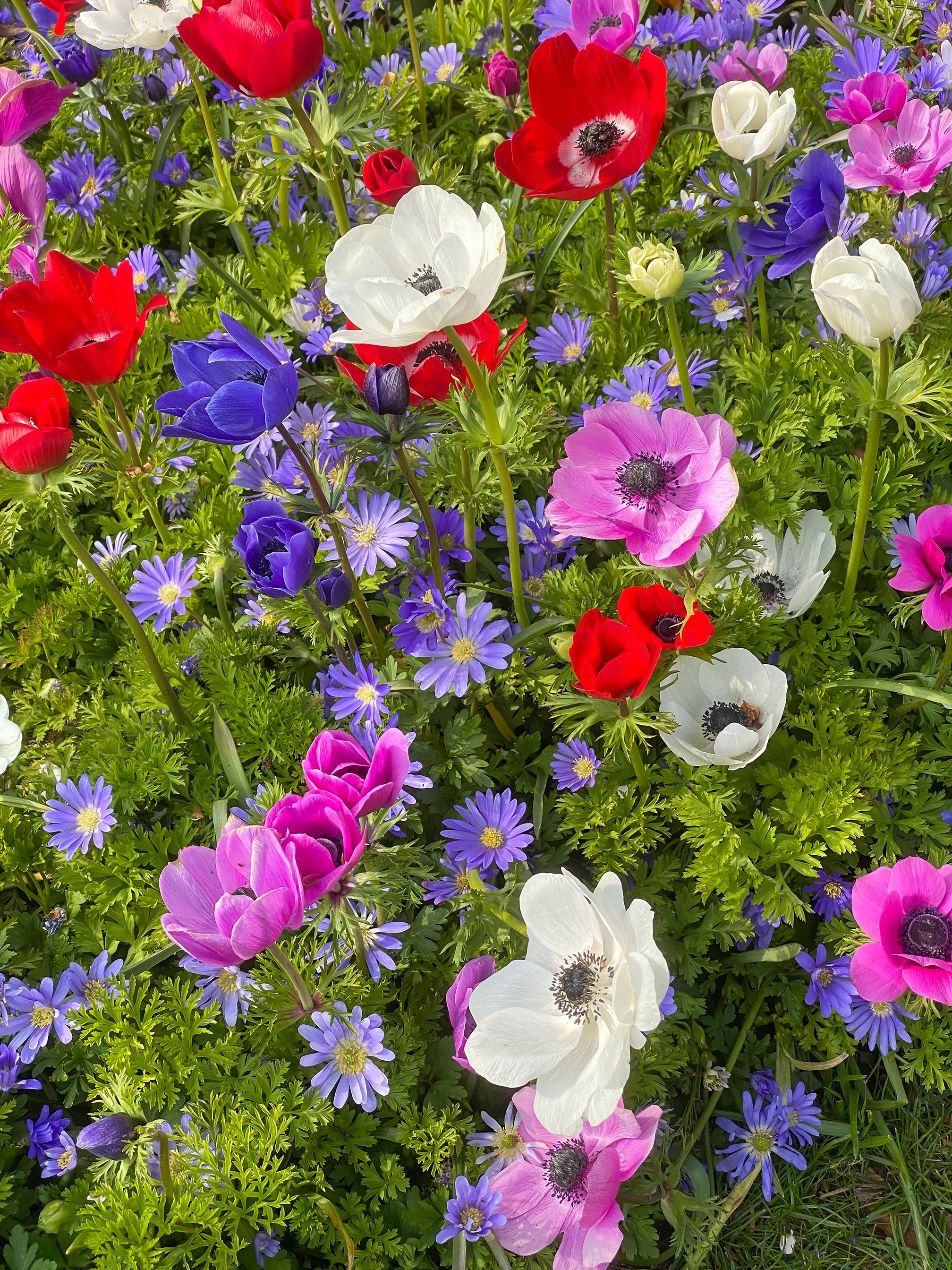 Anemone St. Brigid Mix