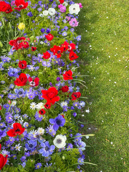 Anemone St. Brigid Mix