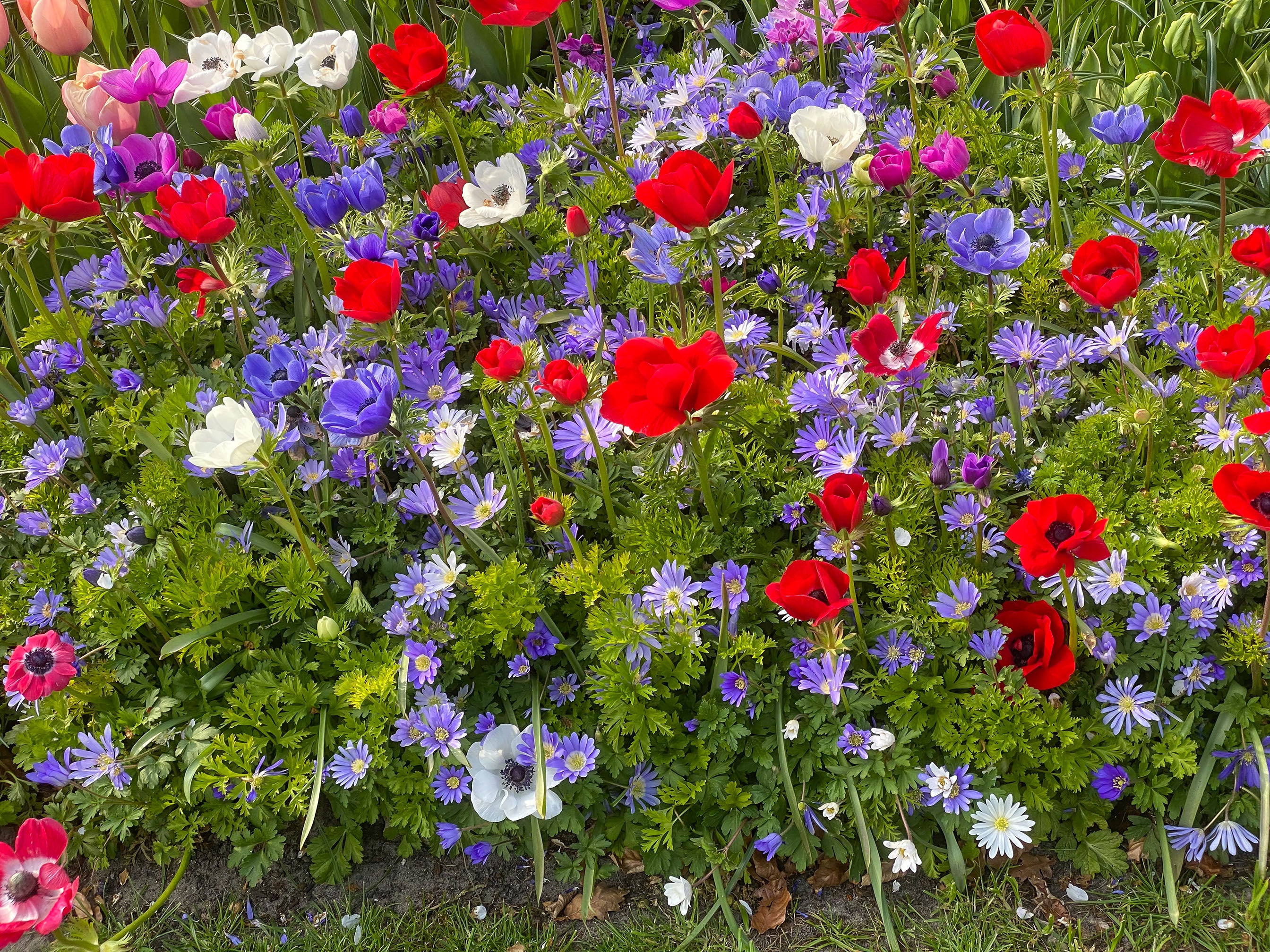 Anemone St. Brigid Mix