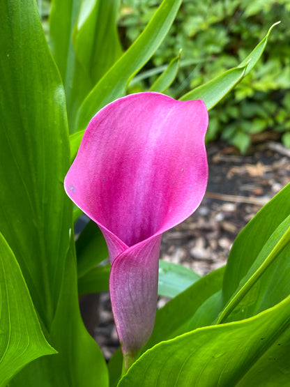 Calla Grape Velvet