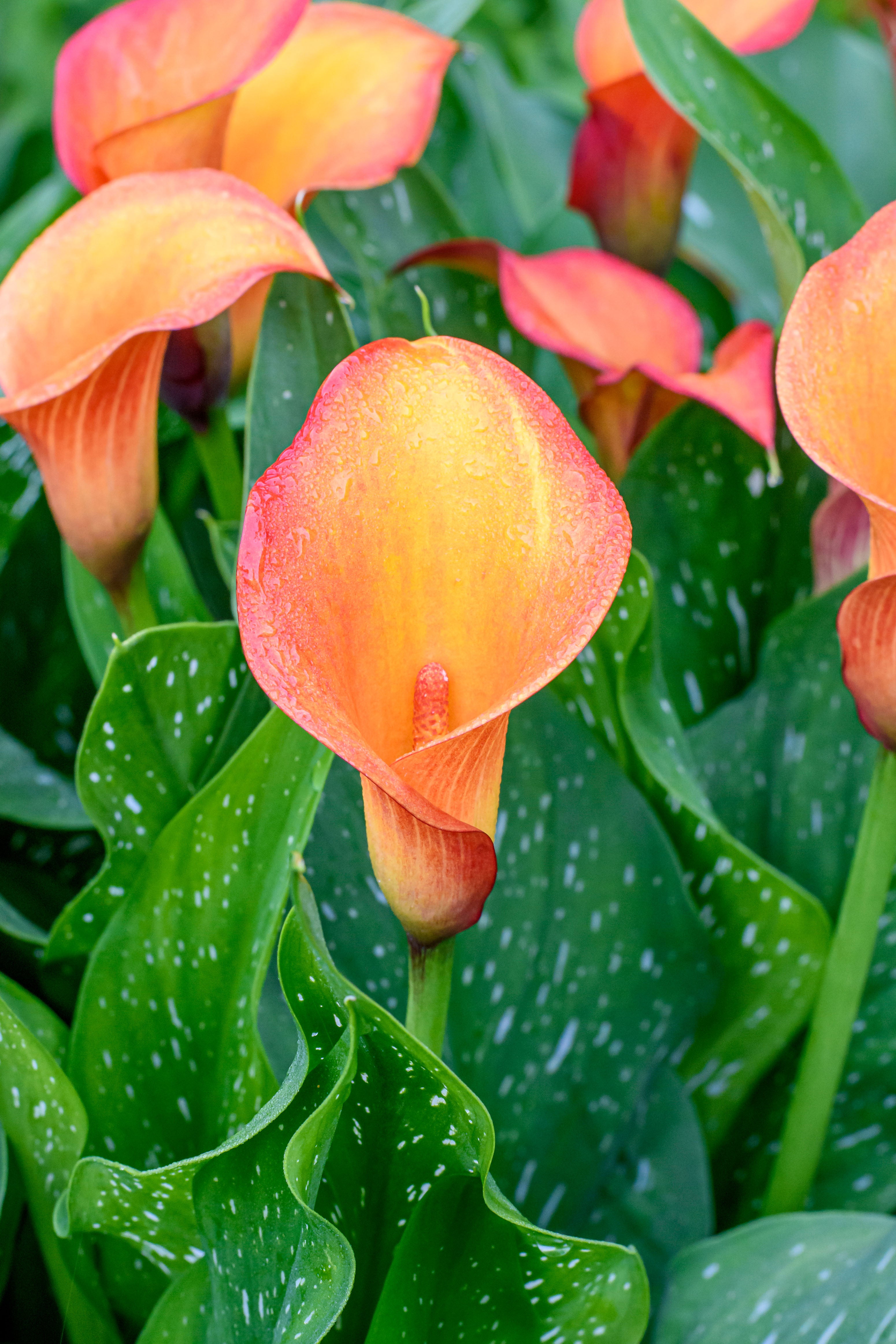 Zantedeschia Orange