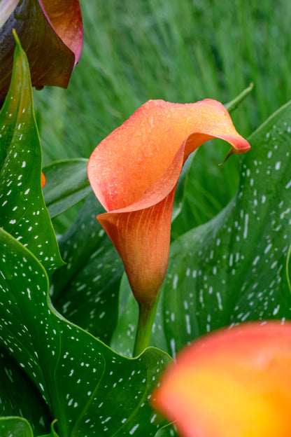 Zantedeschia Orange