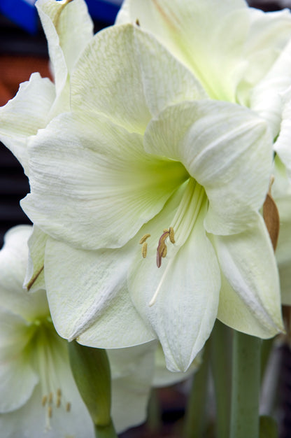 Amaryllis White Gift Box