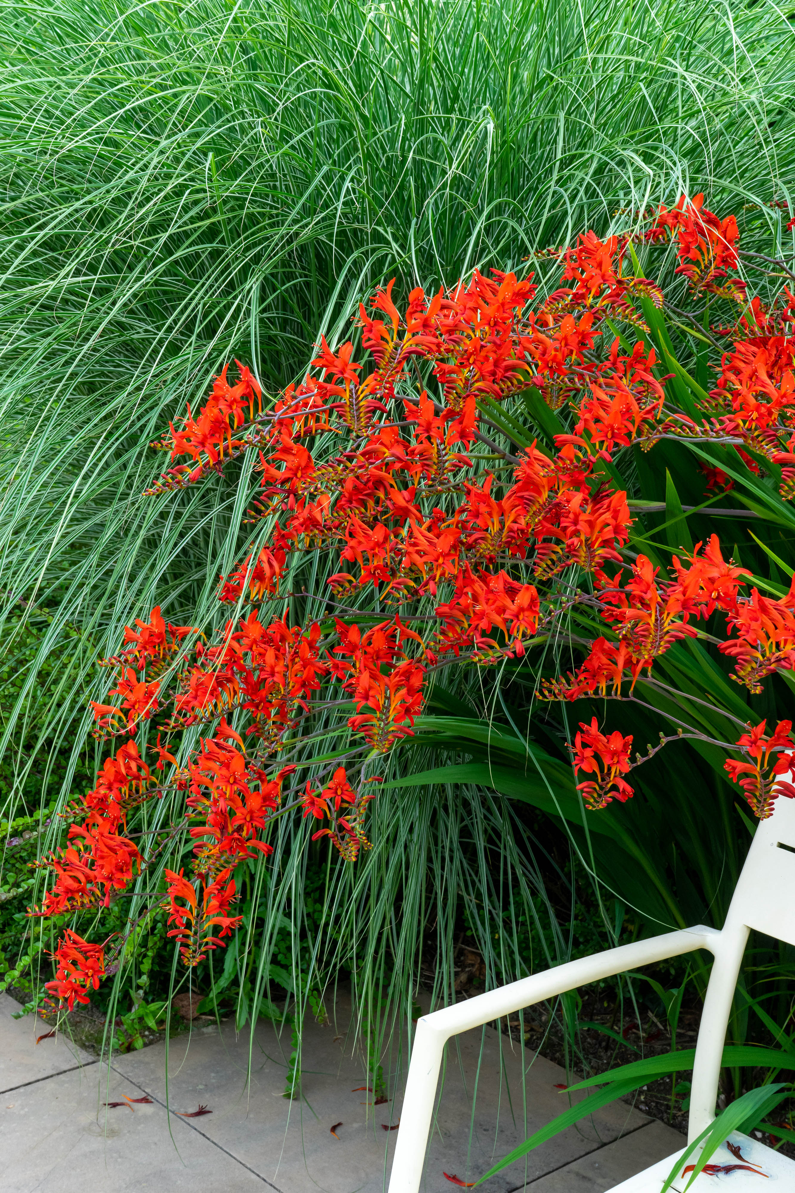 Crocosmia Lucifer