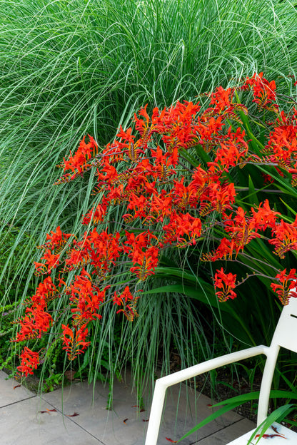 Crocosmia Lucifer