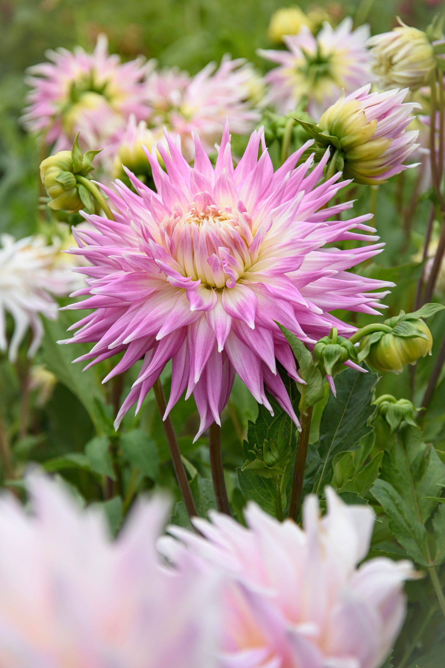 Dahlia Kiev