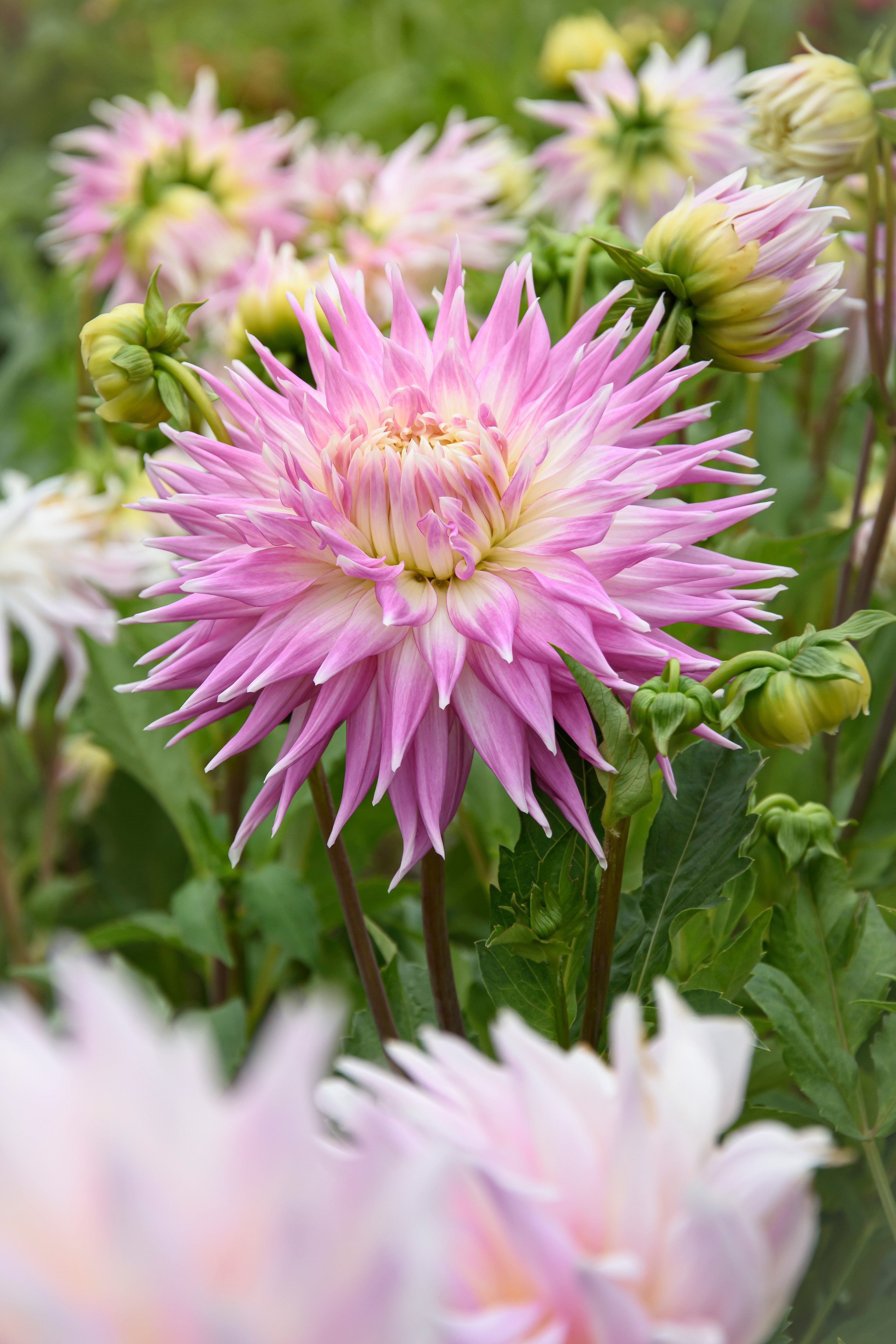 Dahlia Kiev