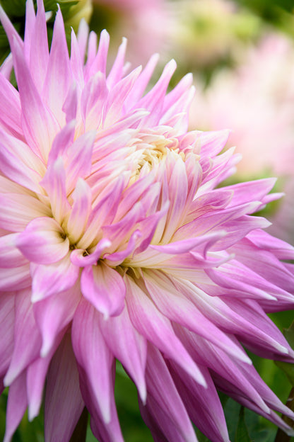 Dahlia Kiev