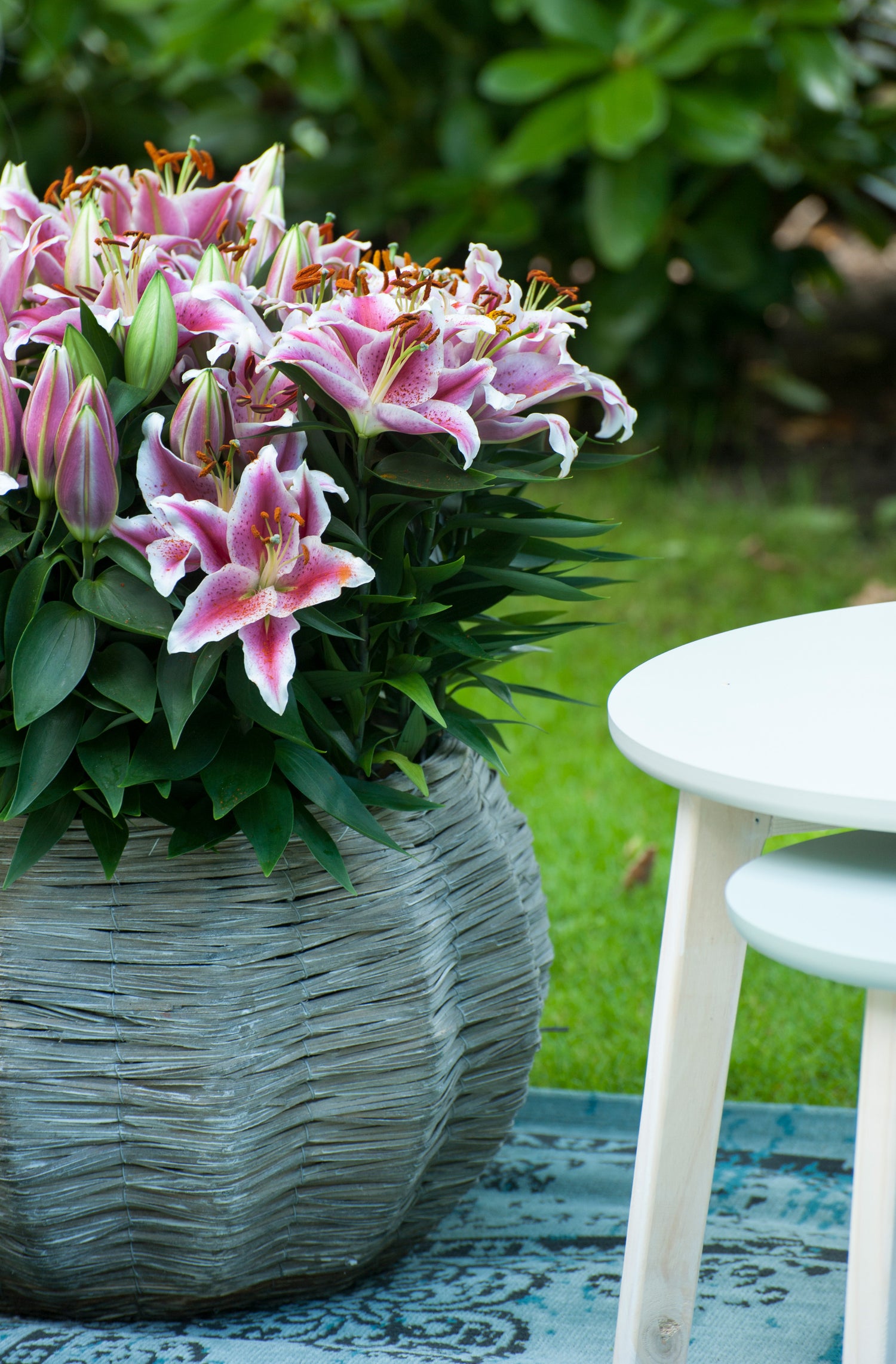 Lilium Oriental Stargazer