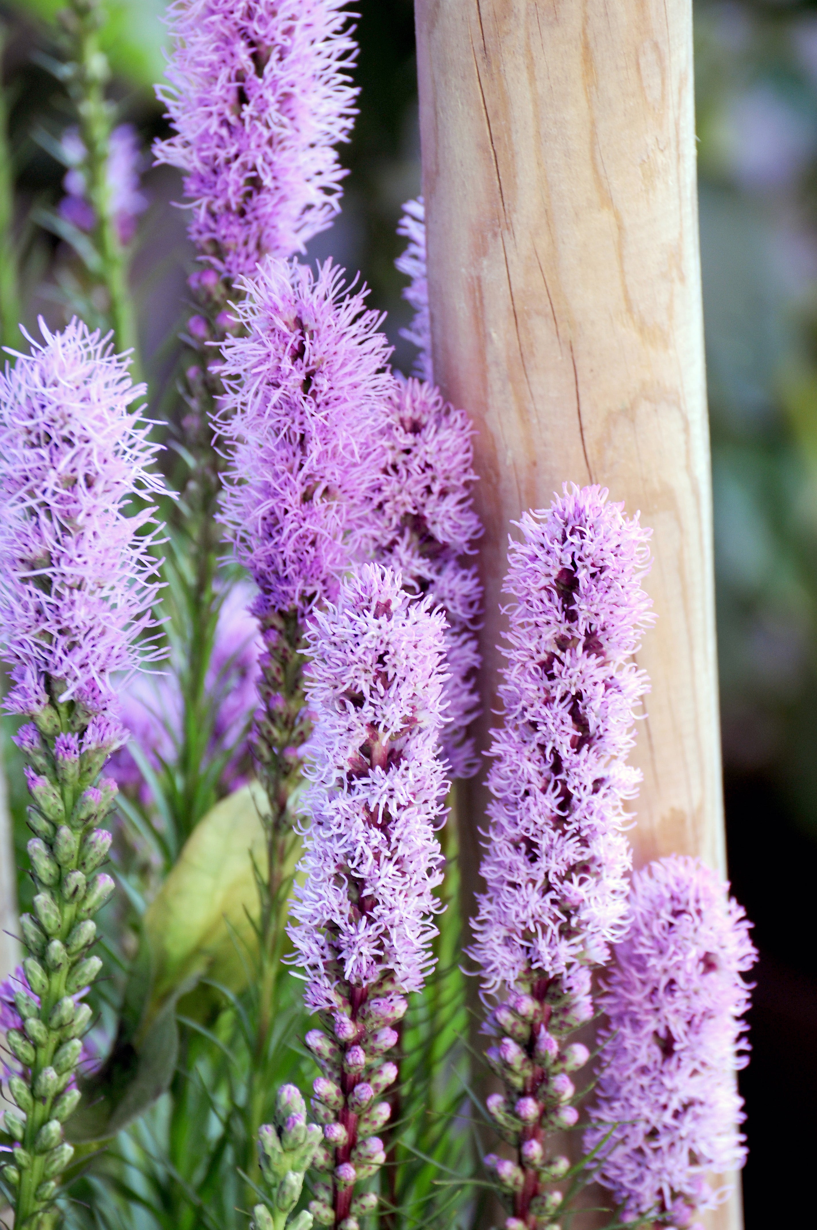 Liatris Spicata Violet-Blue