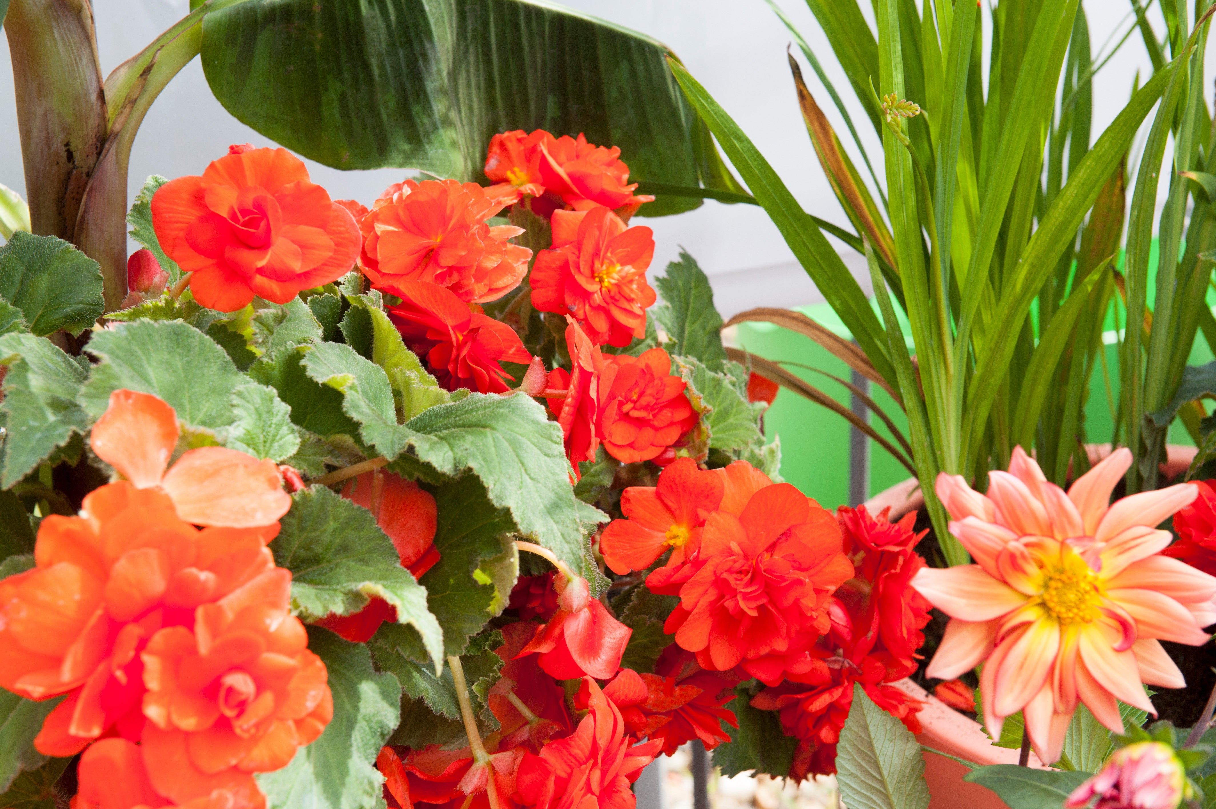 Begonia Non Stop Orange
