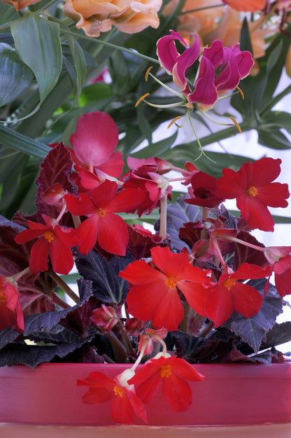 Begonia Pendula Red