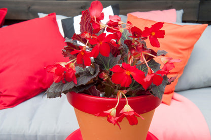 Begonia Pendula Red