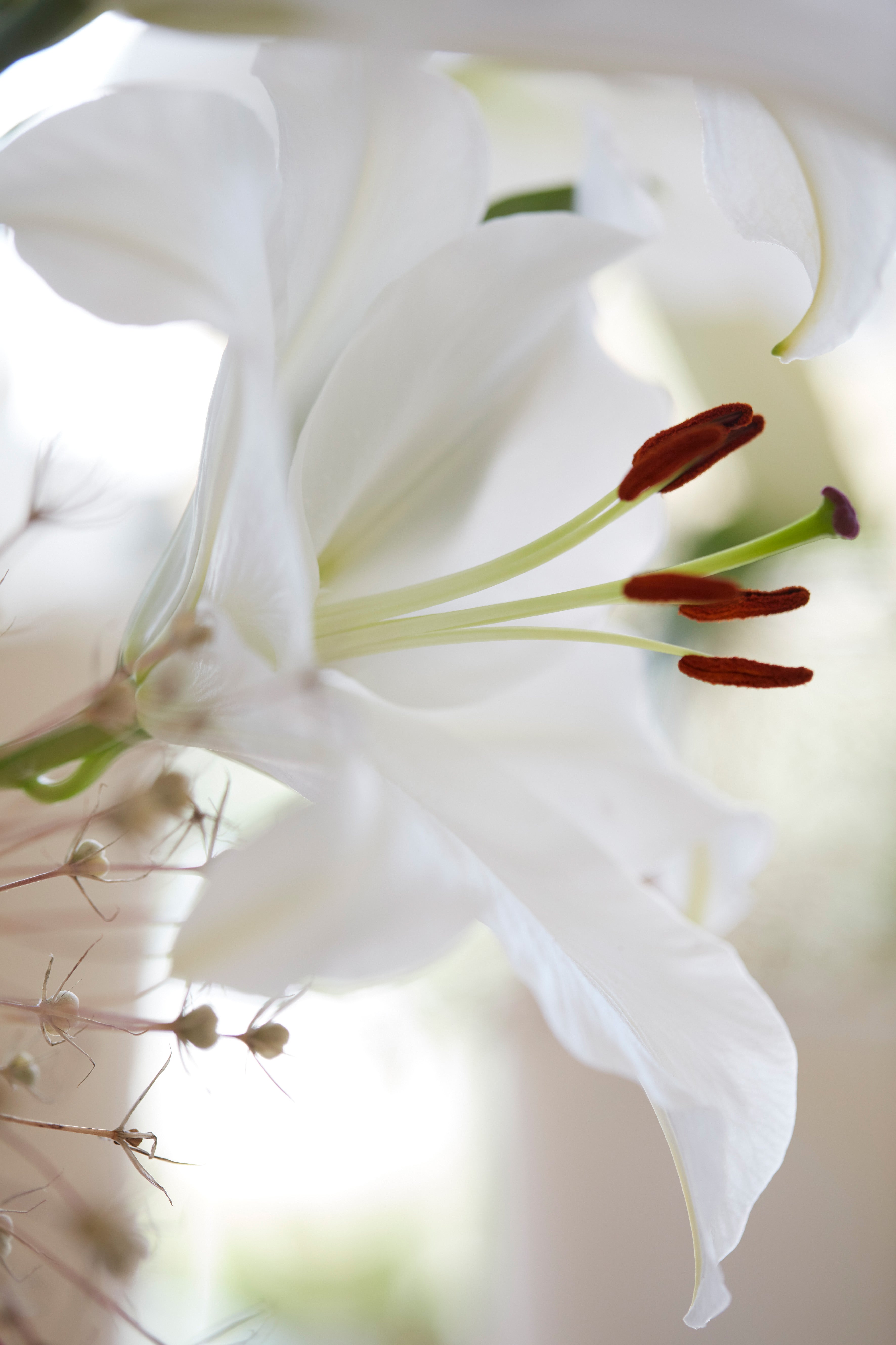Lilium Asiatic White