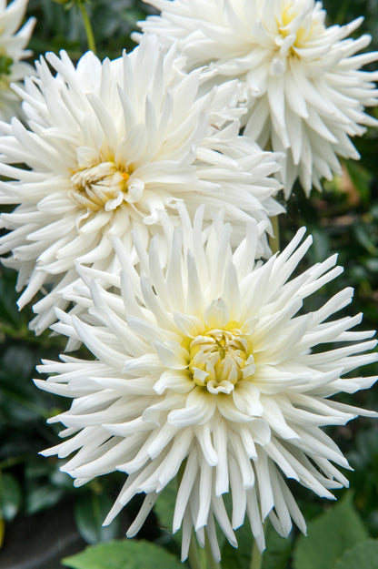 Dahlia Cactus My Love