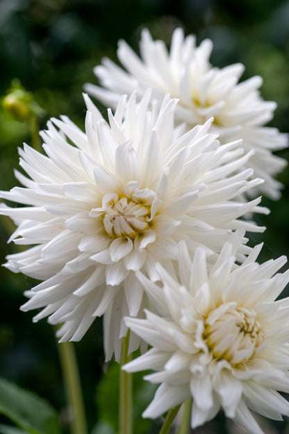 Dahlia Cactus My Love
