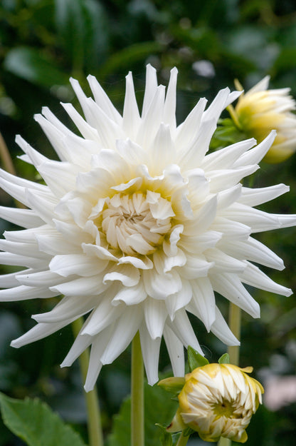 Dahlia Cactus My Love