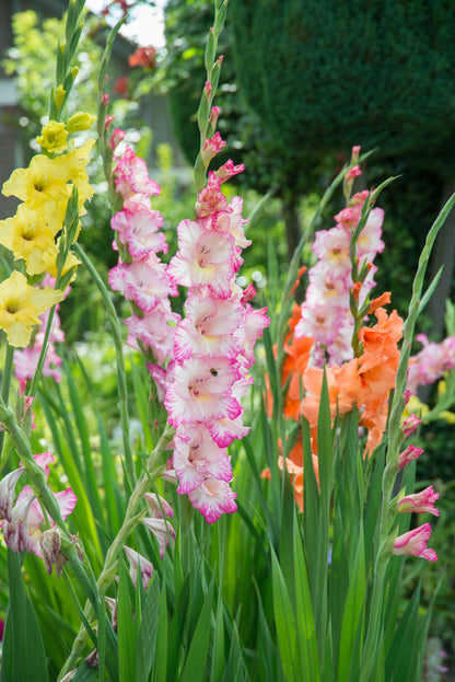 Gladiolus Mix