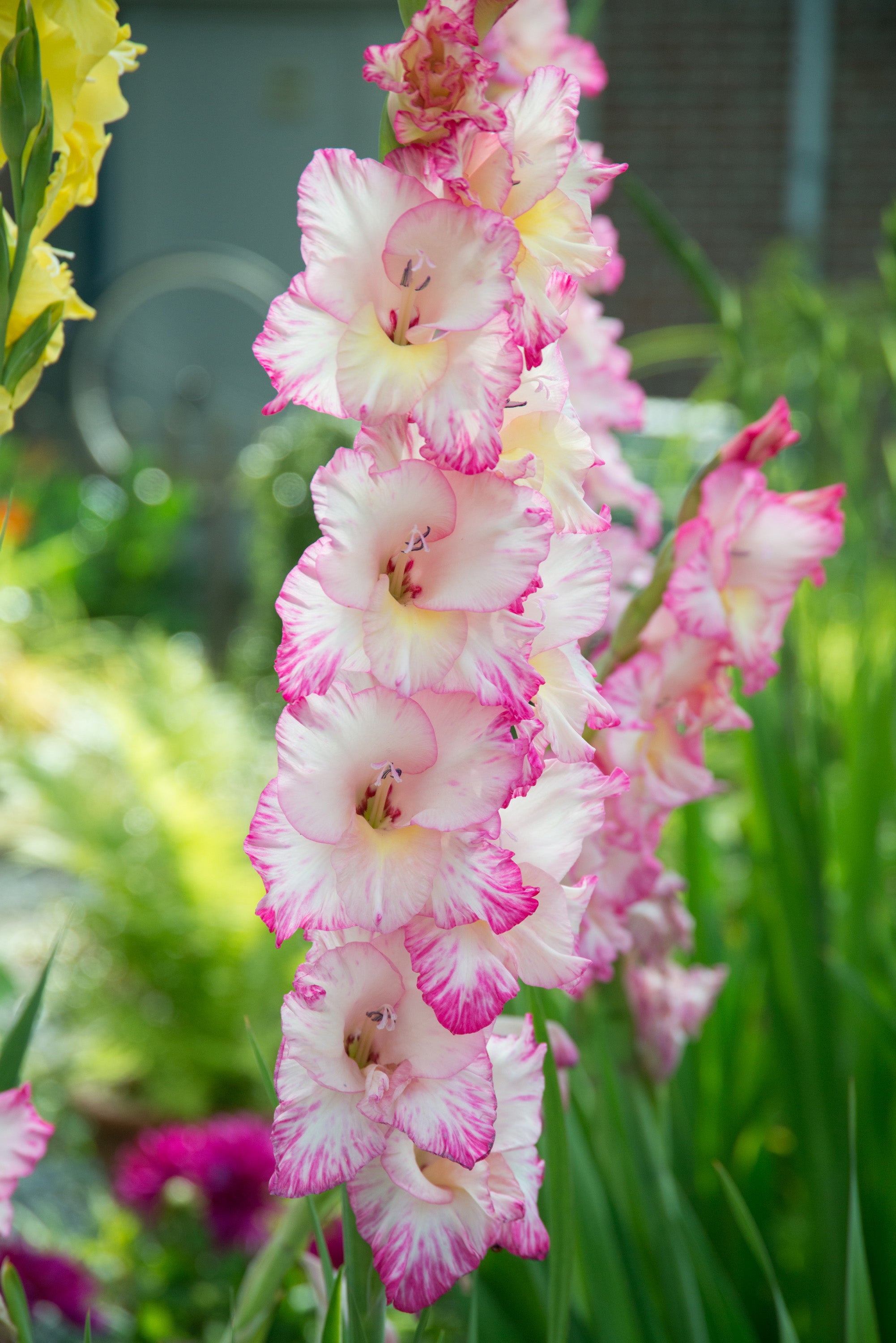 Gladiolus Priscilla
