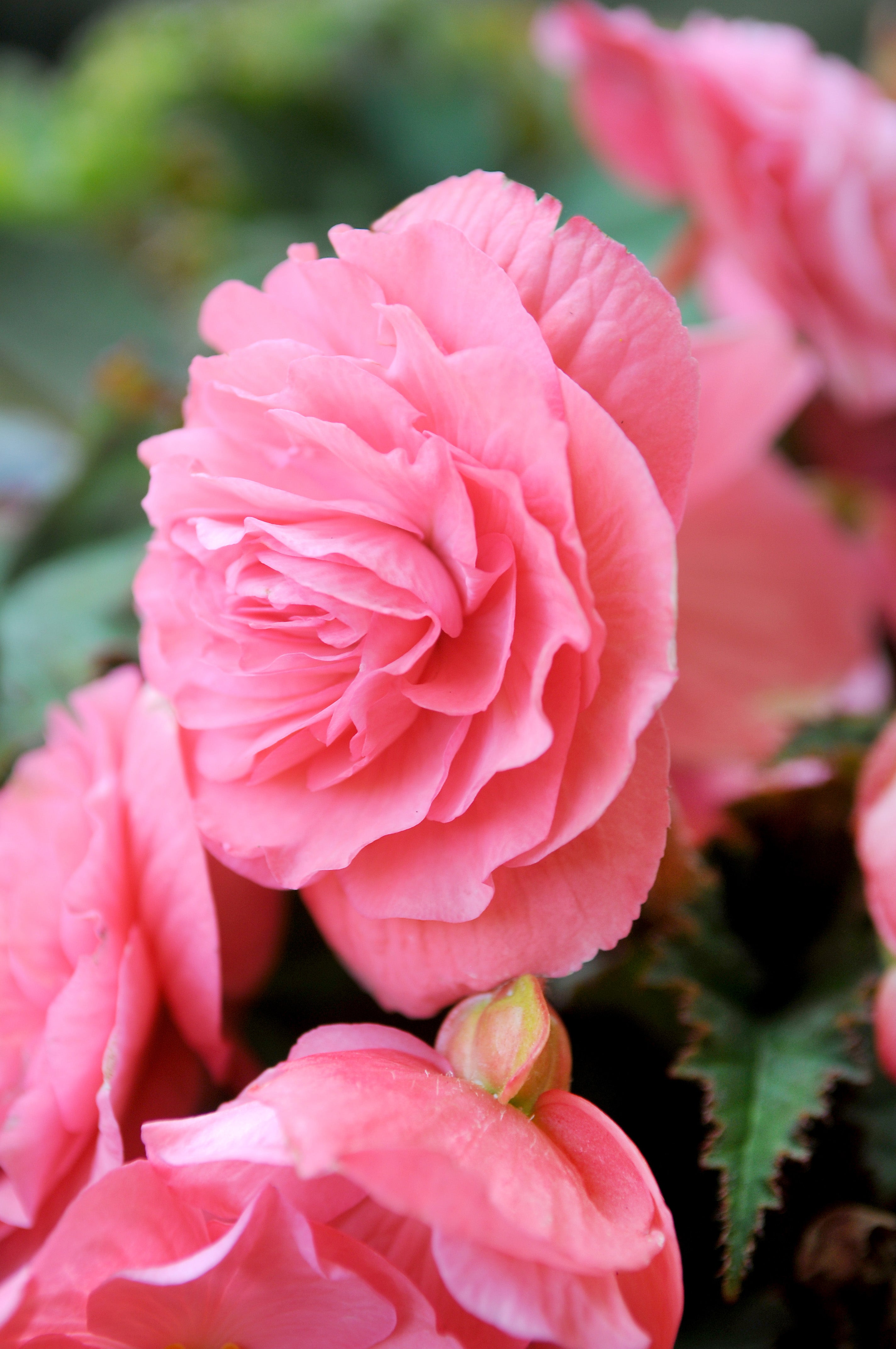 Begonia Double Pink