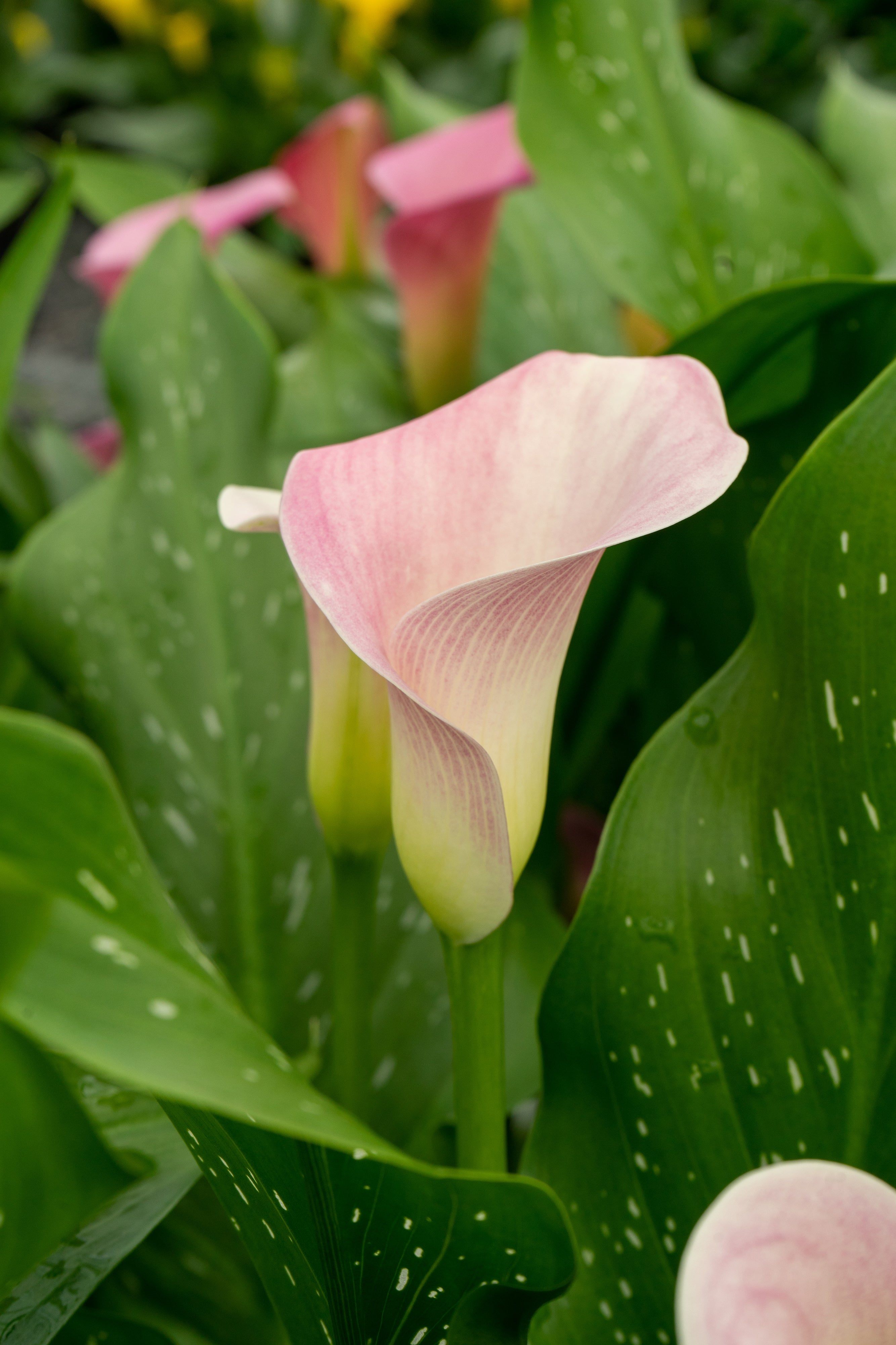 Zantedeschia Rehmannii