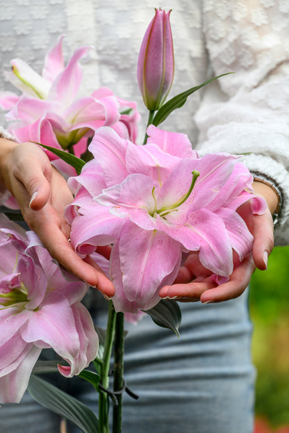 Lilium Oriental Curly Sue