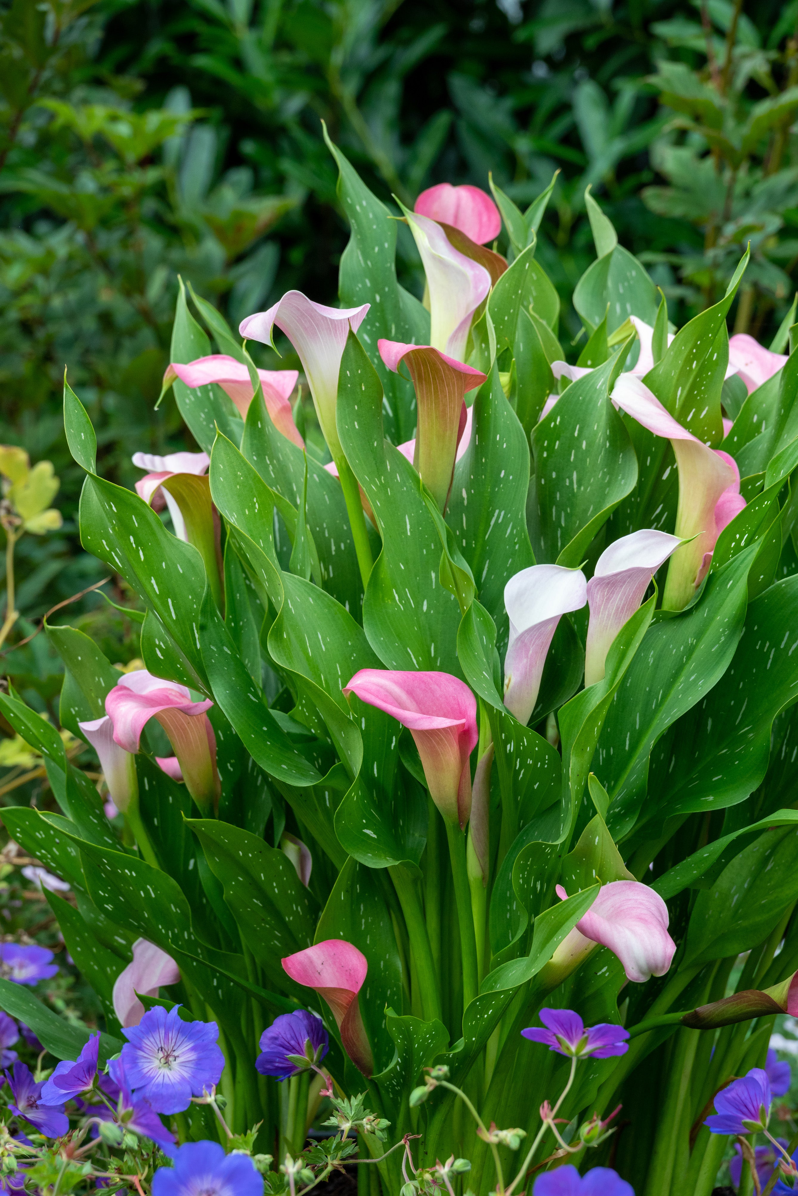 Zantedeschia Rehmannii
