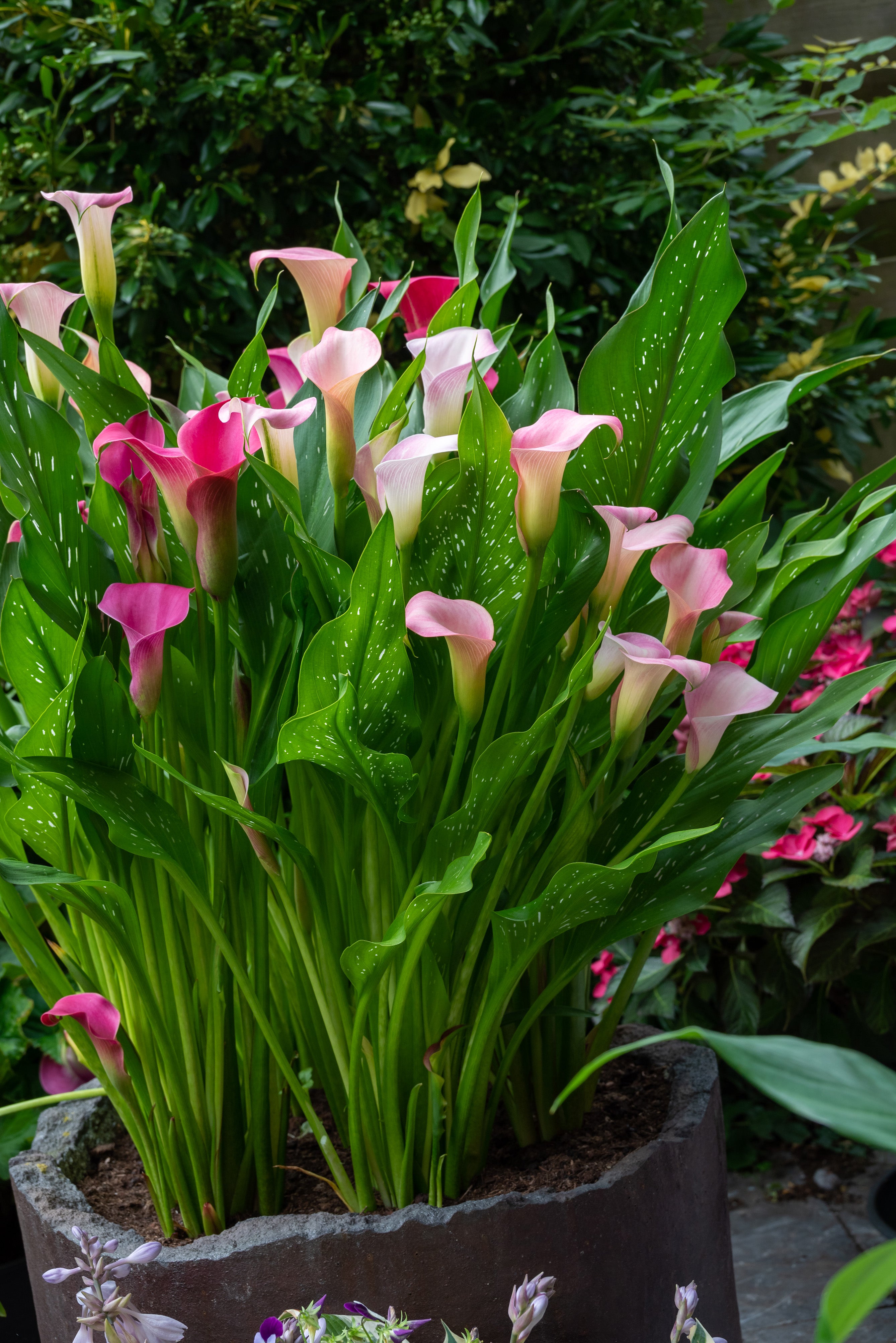 Zantedeschia Rehmannii