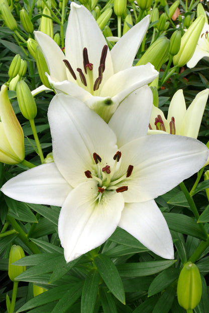 Lilium Asiatic White
