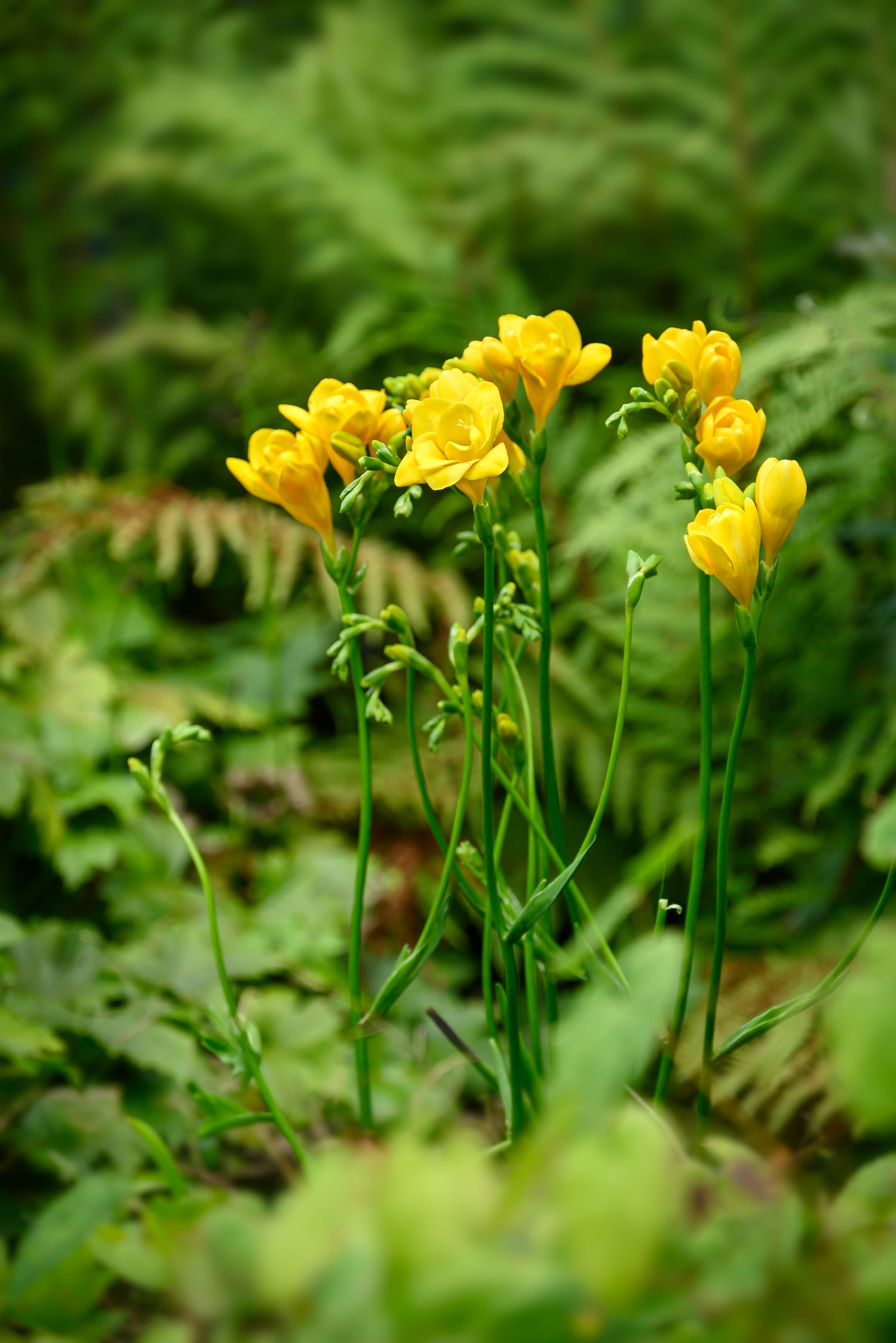 Freesia Double Yellow