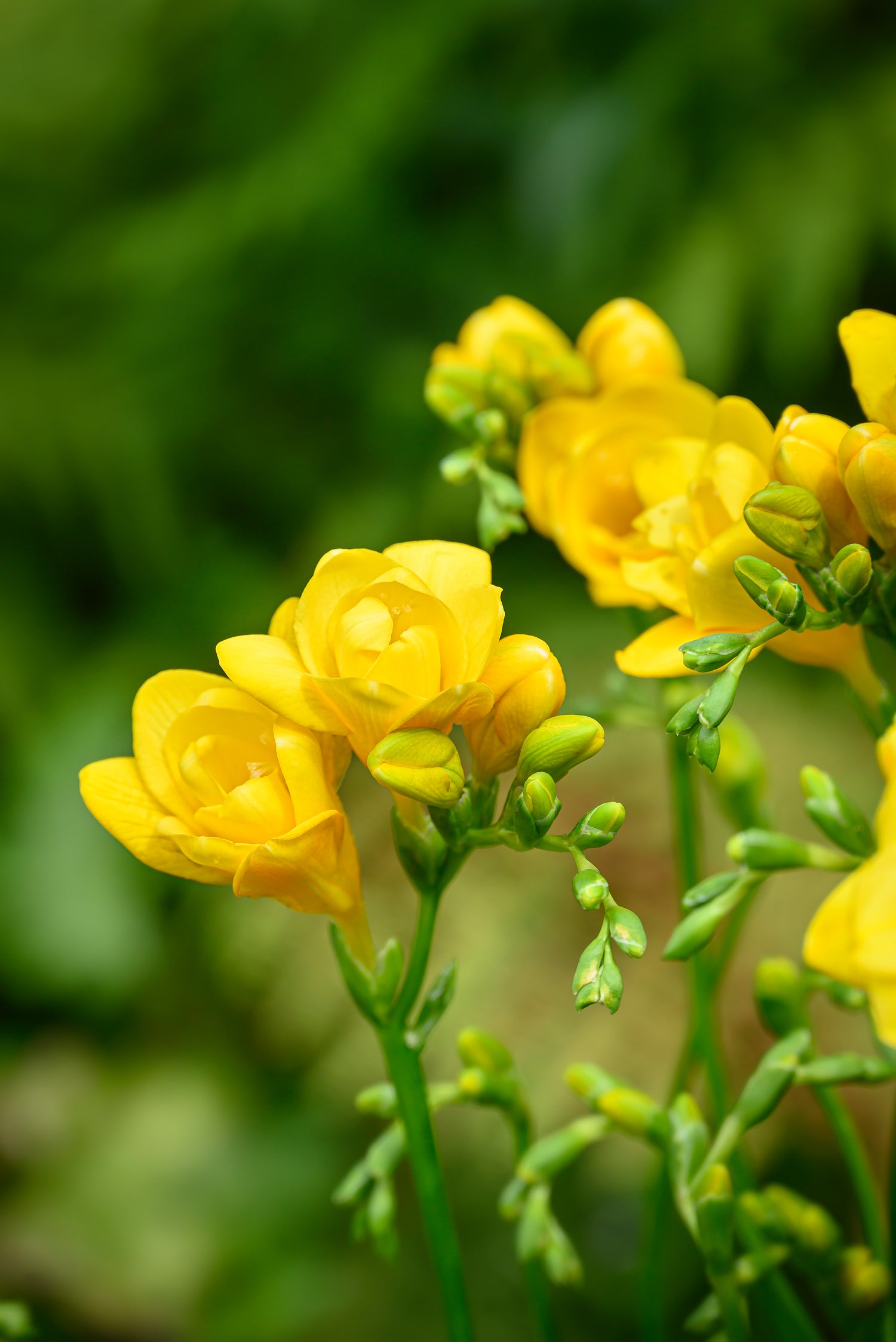 Freesia Double Yellow