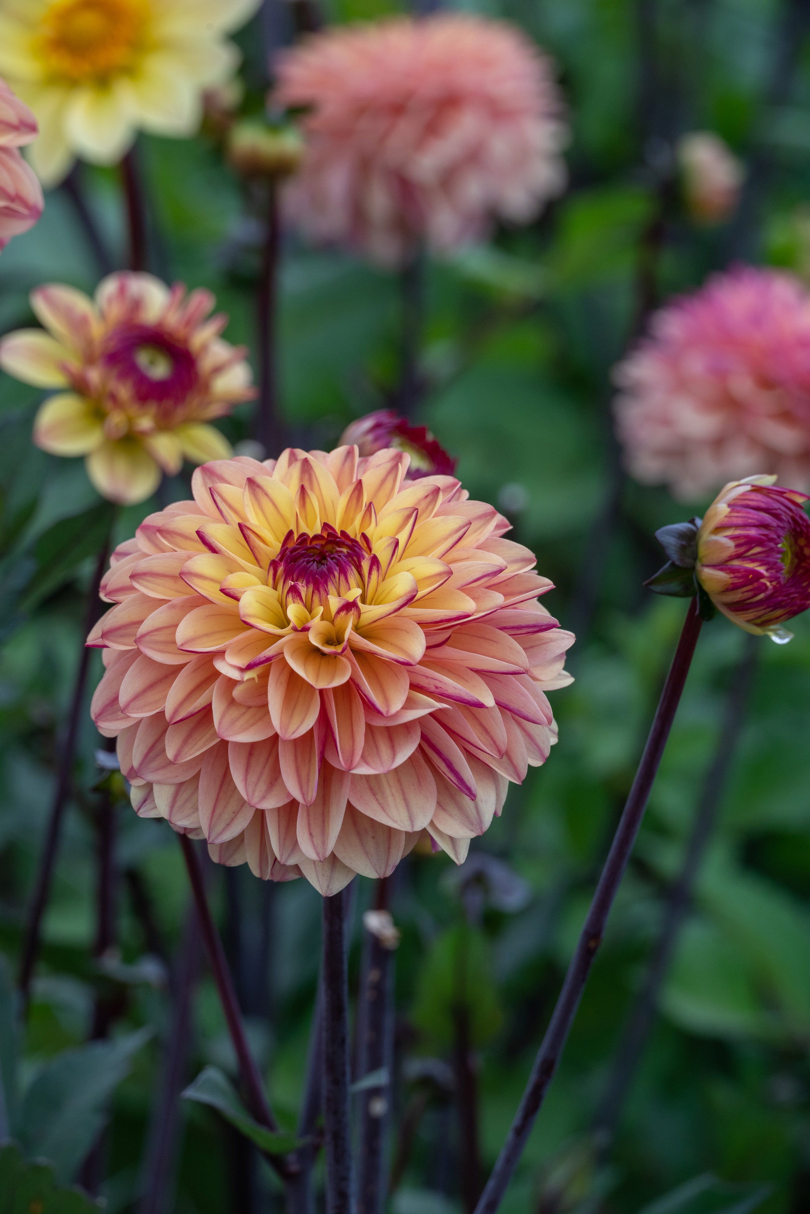 Dahlia Decorative Gelia