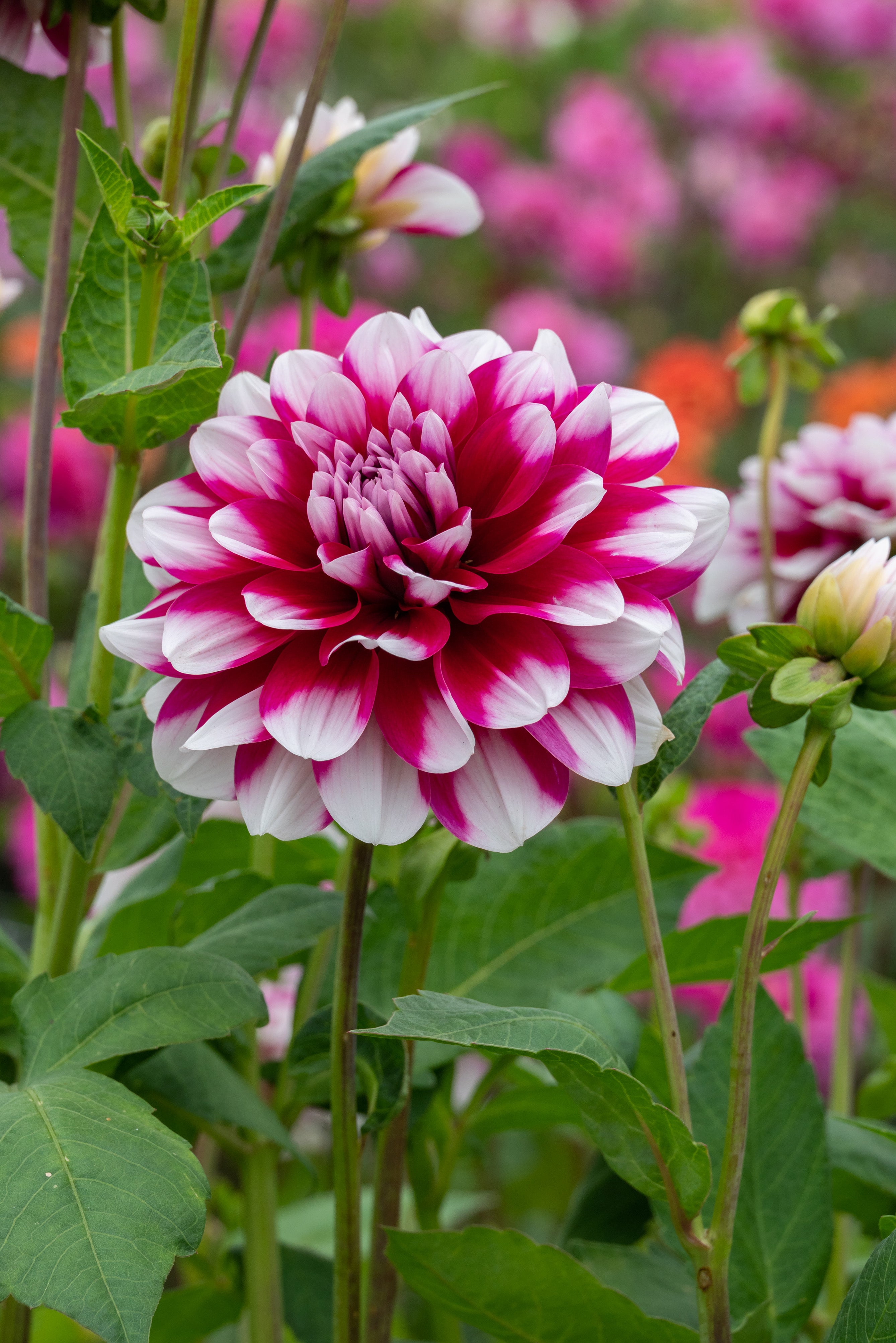 Dahlia Decorative Mystery Day (1 Bulb)