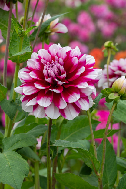 Dahlia Decorative Mystery Day (1 Bulb)