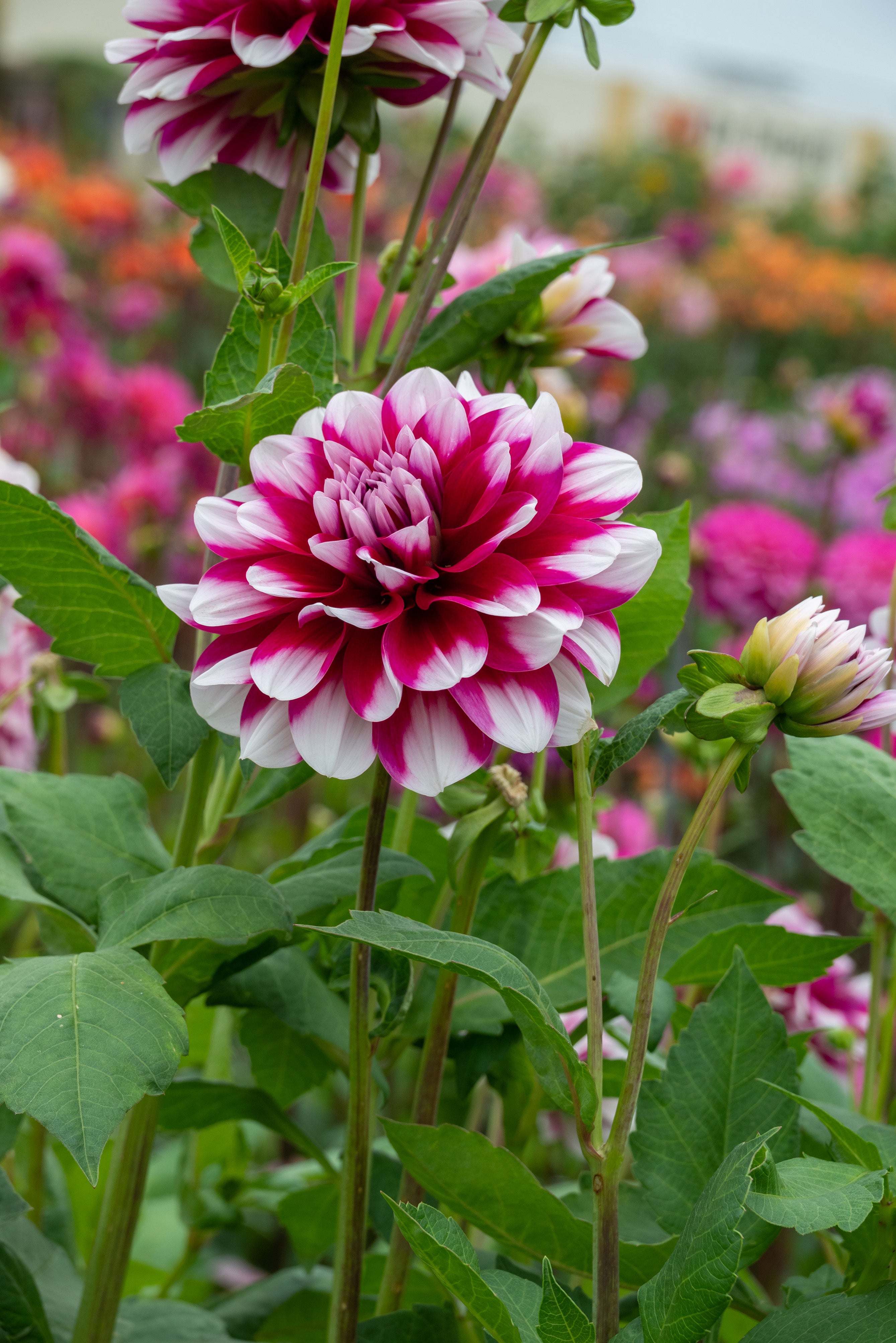 Dahlia Decorative Mystery Day (1 Bulb)