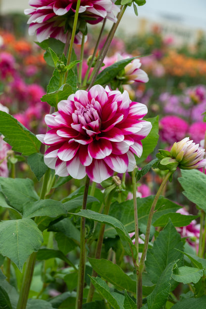 Dahlia Decorative Mystery Day (1 Bulb)