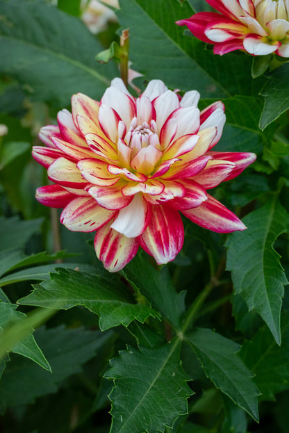 Dahlia Short Track