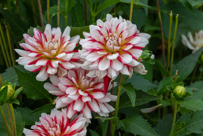 Dahlia Short Track