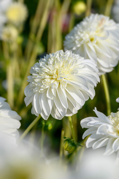 Dahlia Anemone-Flowered Zahra