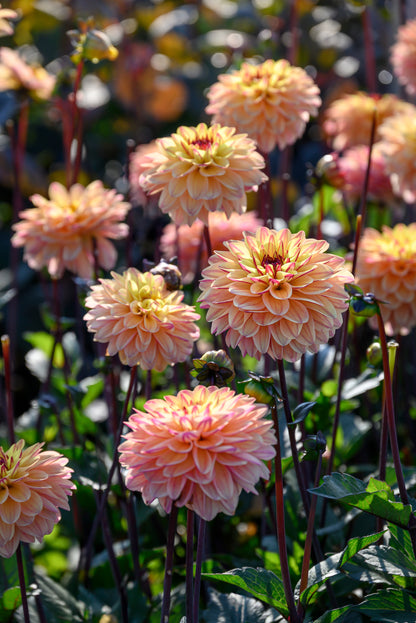 Dahlia Decorative Gelia