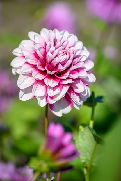 Dahlia Decorative Mystery Day (1 Bulb)