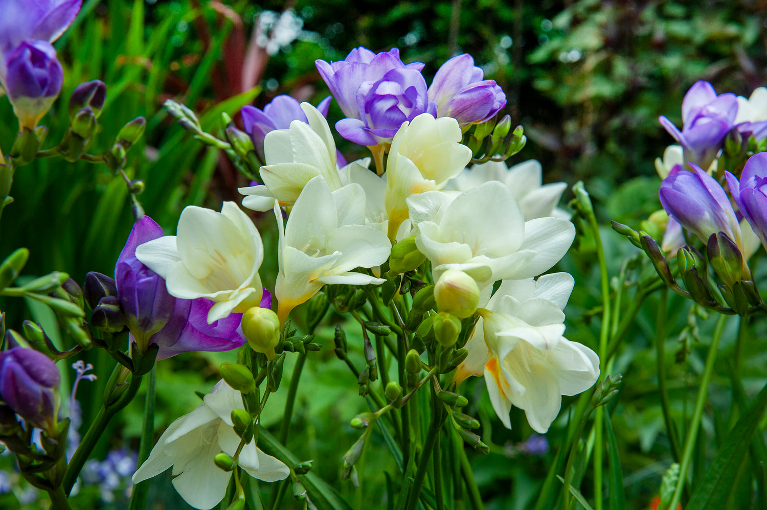 Freesia Single Mix