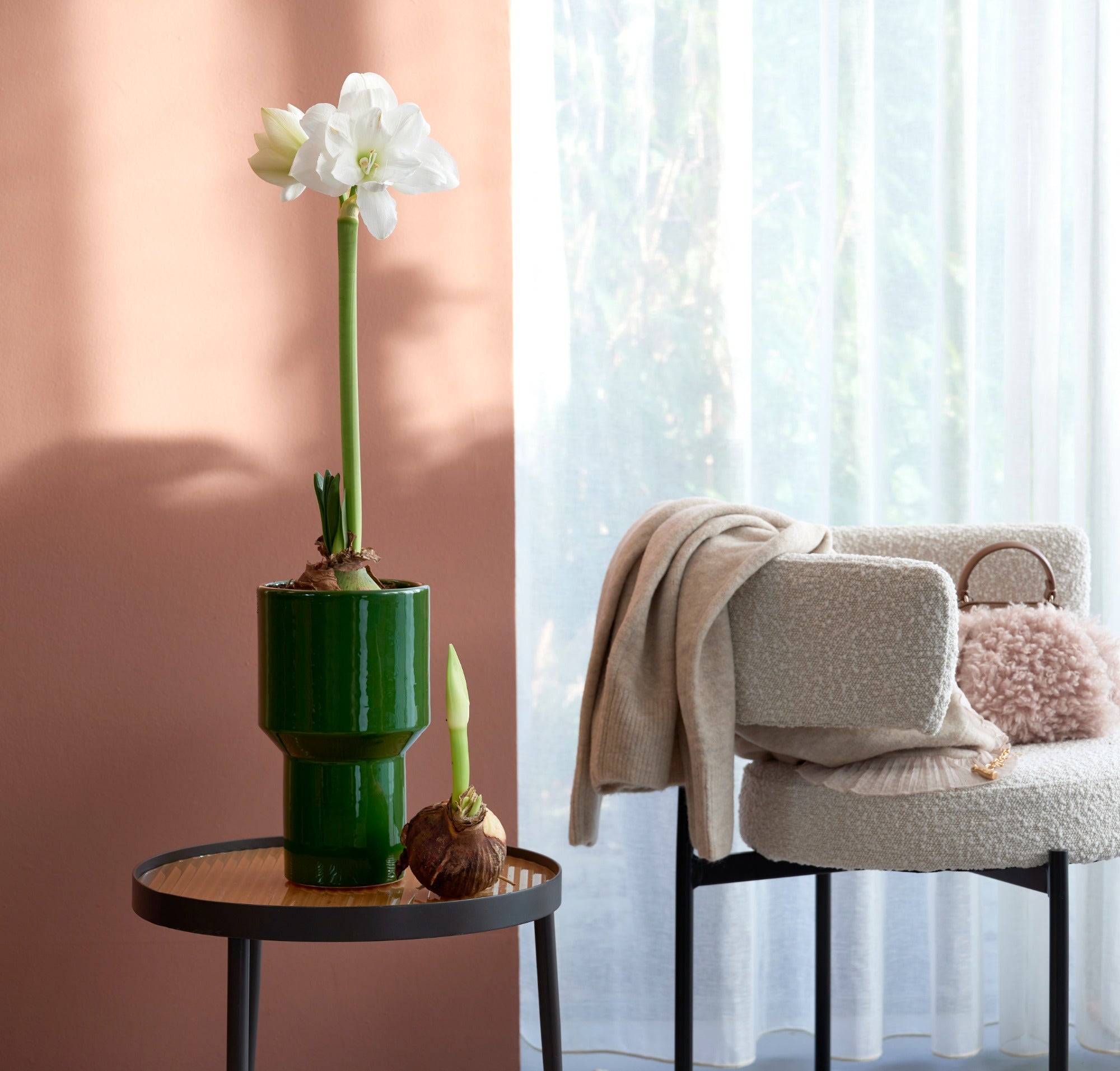 Amaryllis White Gift Box