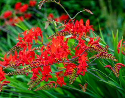 Crocosmia Lucifer