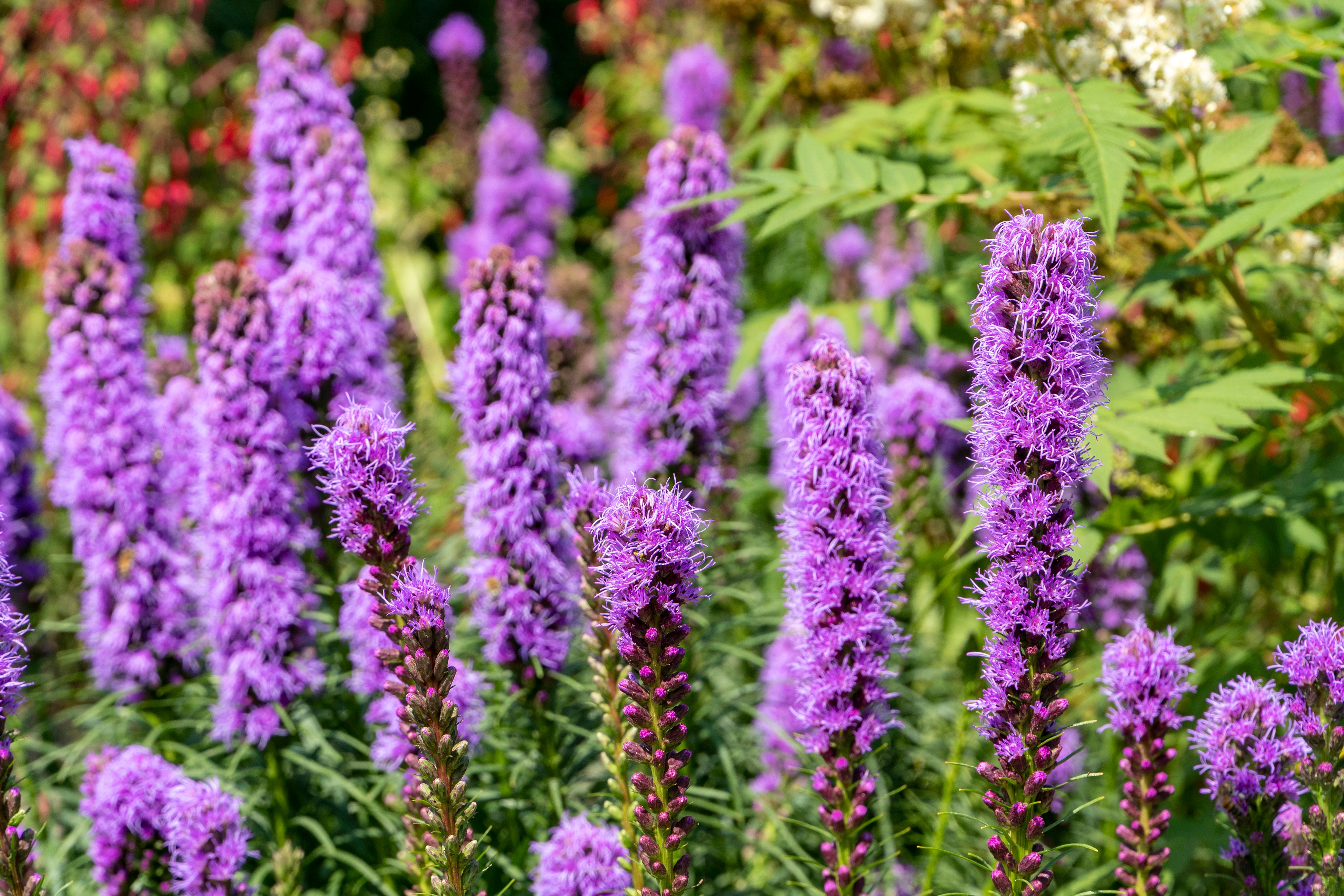 Liatris Spicata Violet-Blue