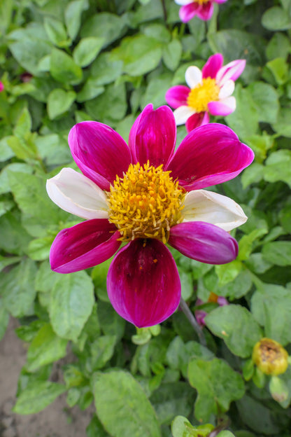 Dahlia Twynings Smartie