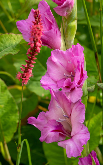 Bouquet Flowering - Pink Gladiolus Box